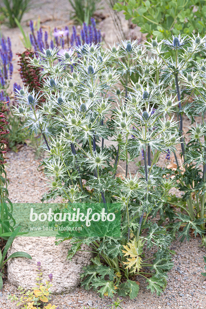 651244 - Spanischer Mannstreu (Eryngium bourgatii)