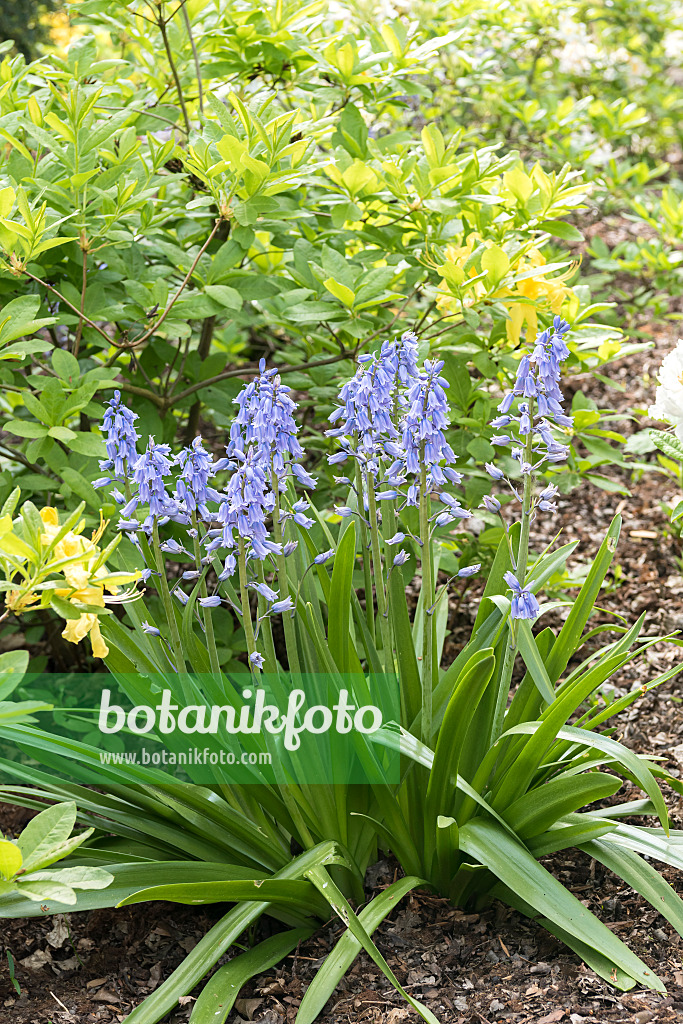 638126 - Spanisches Hasenglöckchen (Hyacinthoides hispanica)