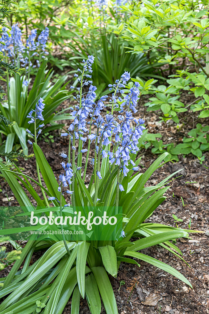 651327 - Spanisches Hasenglöckchen (Hyacinthoides hispanica)