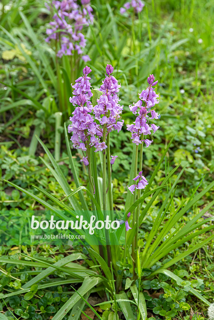 651328 - Spanisches Hasenglöckchen (Hyacinthoides hispanica 'Rose Queen')