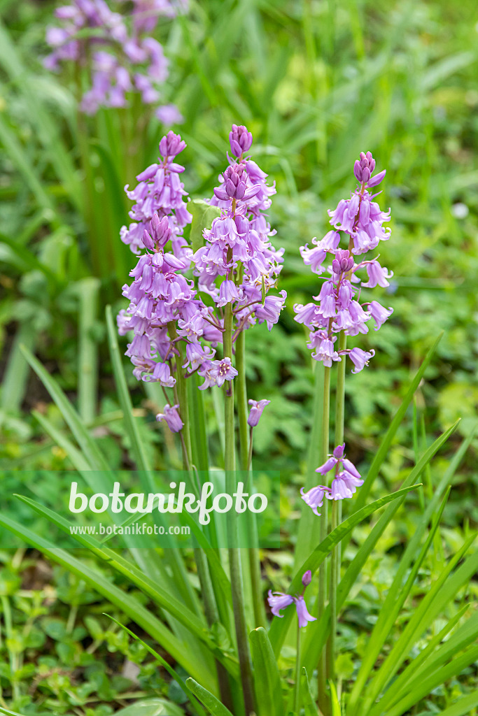 651329 - Spanisches Hasenglöckchen (Hyacinthoides hispanica 'Rose Queen')