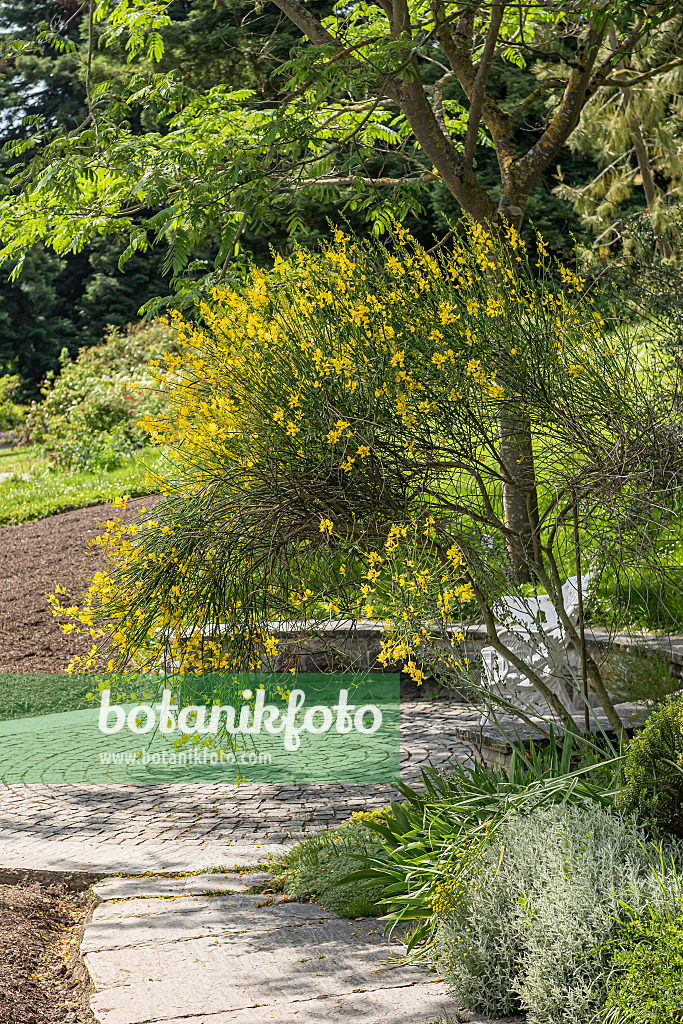 651531 - Spanish broom (Spartium junceum)
