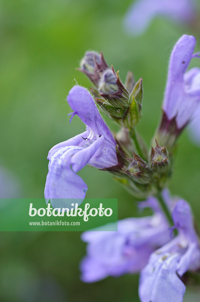472341 - Spanish sage (Salvia lavandulifolia)