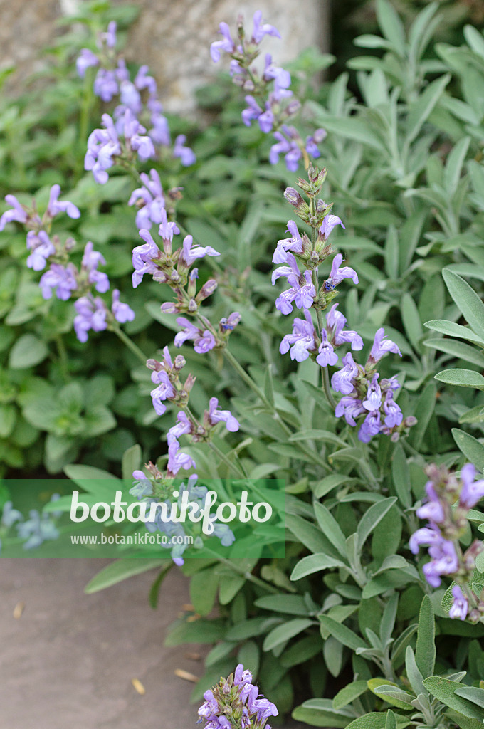 472349 - Spanish sage (Salvia lavandulifolia)