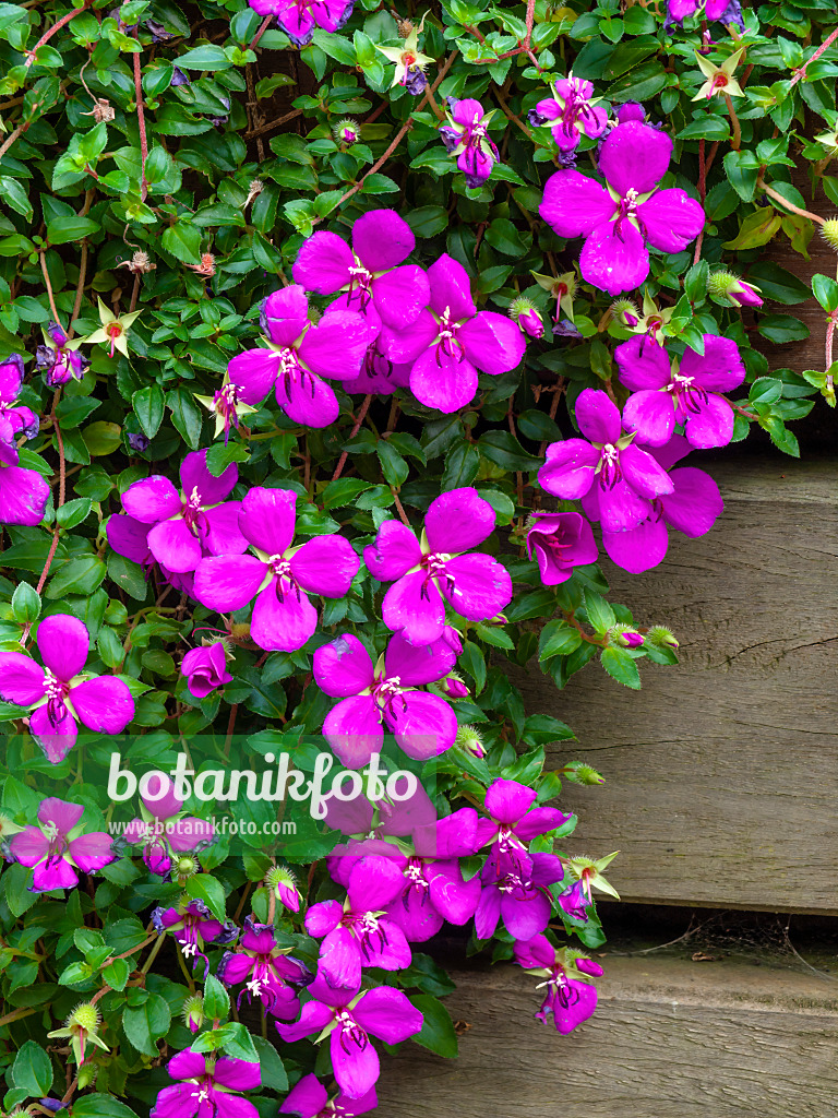 461089 - Spanish shawl (Heterocentron elegans)