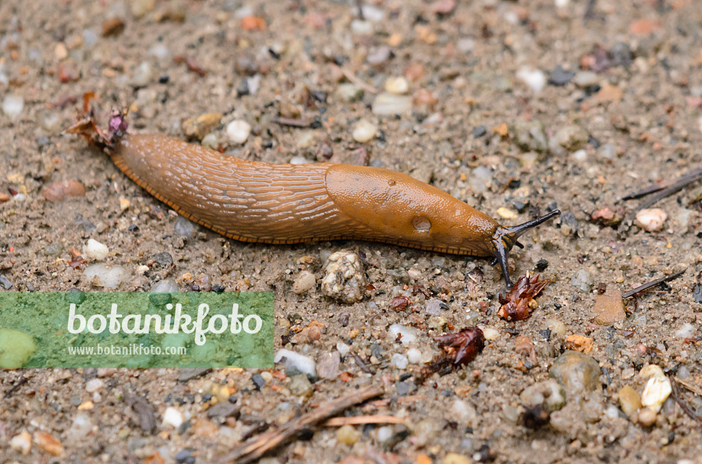 523088 - Spanish slug (Arion vulgaris syn. Arion lusitanicus)