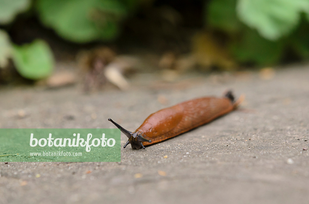 524022 - Spanish slug (Arion vulgaris syn. Arion lusitanicus) crawls eagerly across the road with outstretched sensors