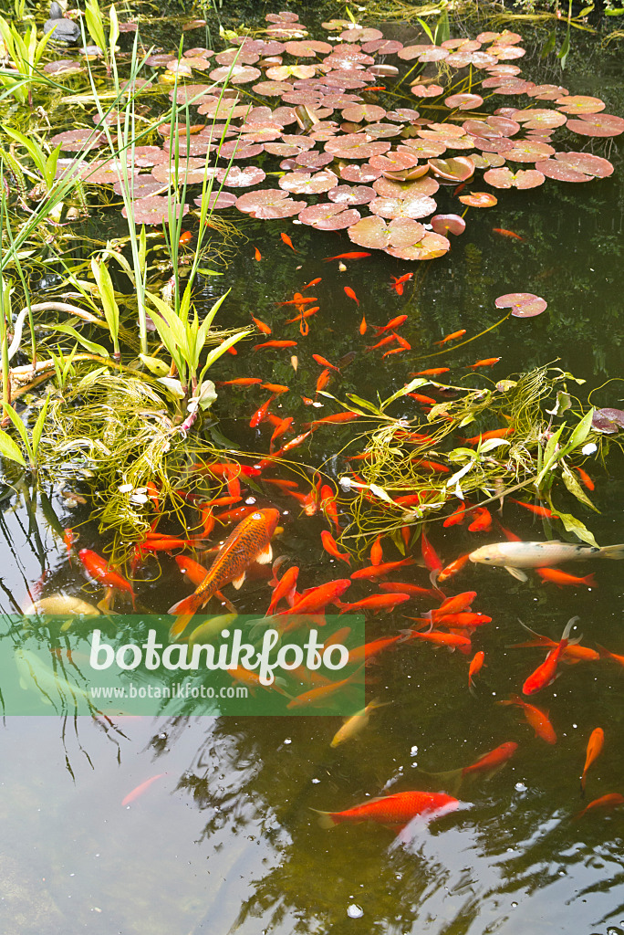 544147 - SPECIES in an idyllic garden pond with water lily leaves
