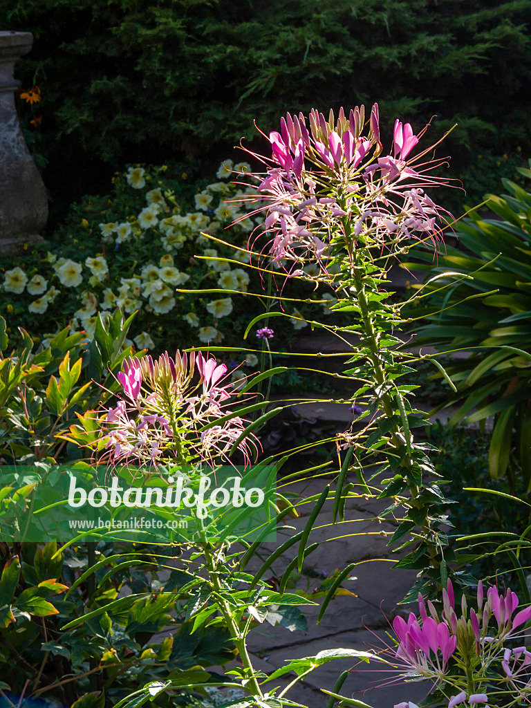 404096 - Spider flower (Tarenaya hassleriana syn. Cleome hassleriana)