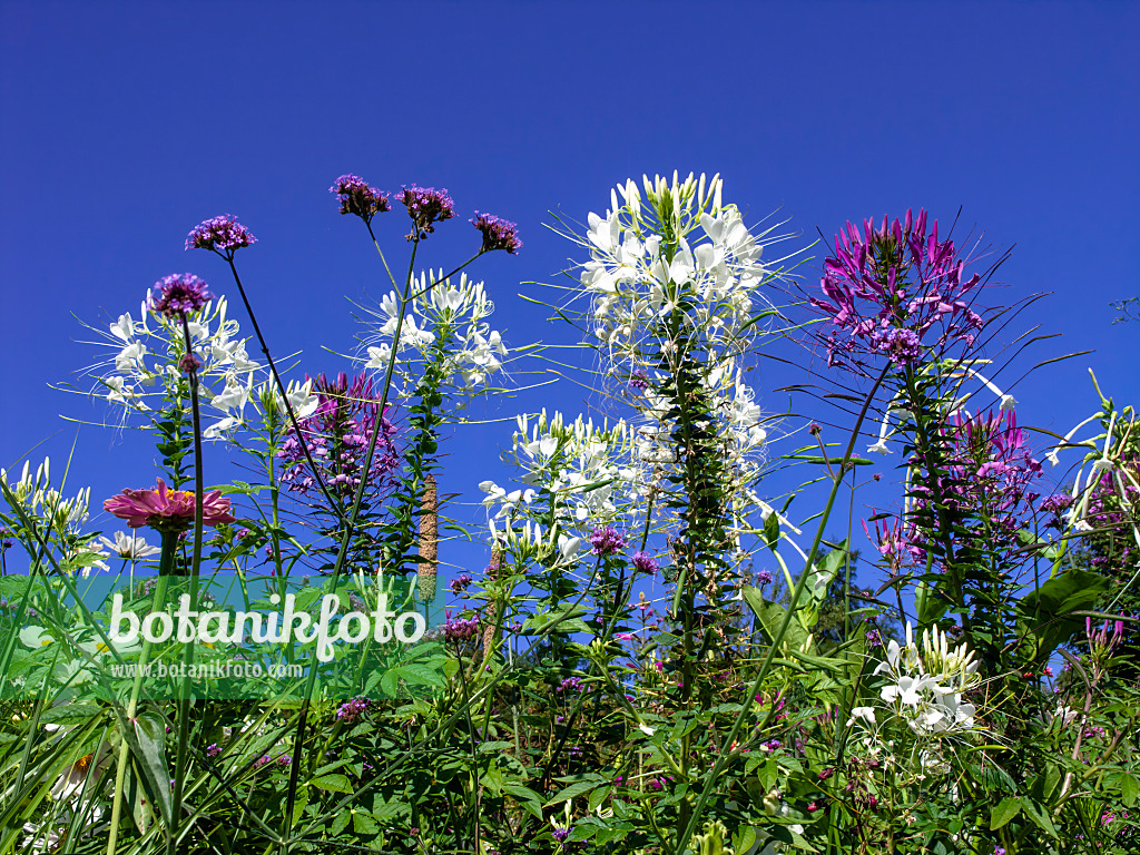 439364 - Spider flower (Tarenaya hassleriana syn. Cleome hassleriana)