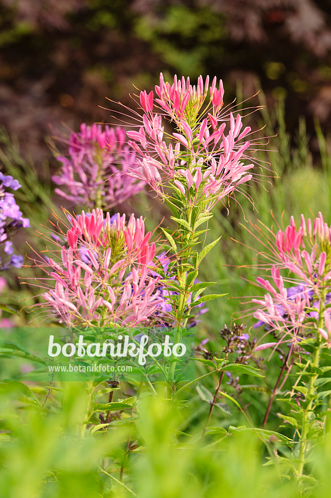 486097 - Spider flower (Tarenaya hassleriana syn. Cleome hassleriana)