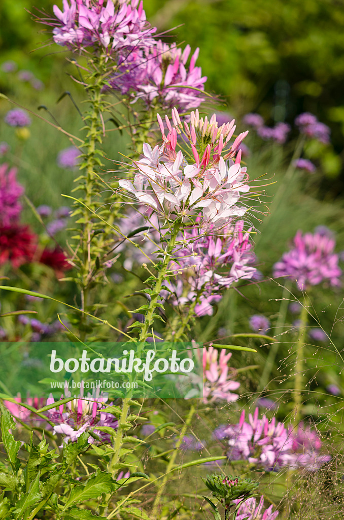 522106 - Spider flower (Tarenaya hassleriana syn. Cleome hassleriana)