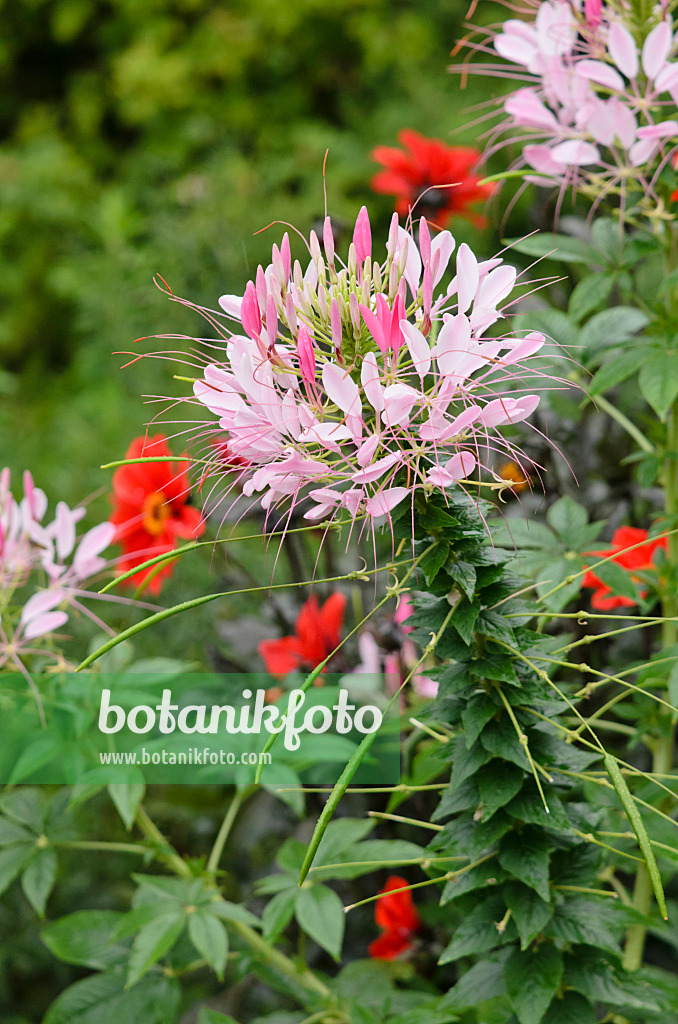 523086 - Spider flower (Tarenaya hassleriana syn. Cleome hassleriana)