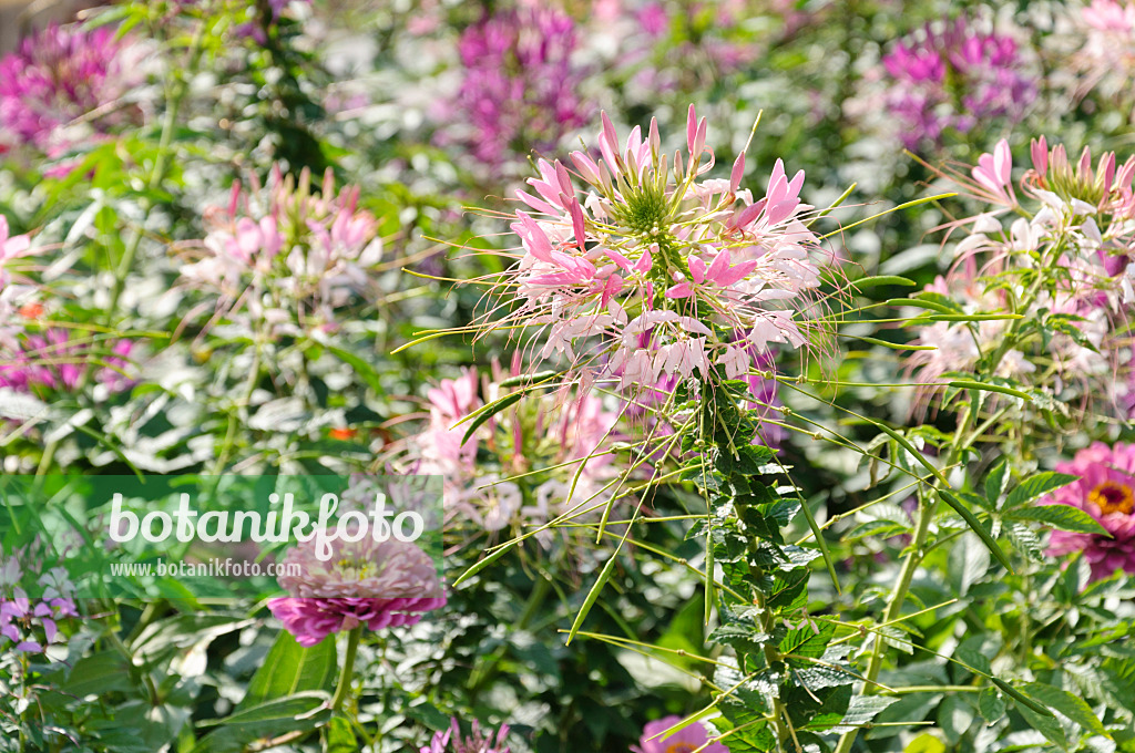 487054 - Spider flowers (Tarenaya hassleriana syn. Cleome hassleriana) and zinnias (Zinnia)