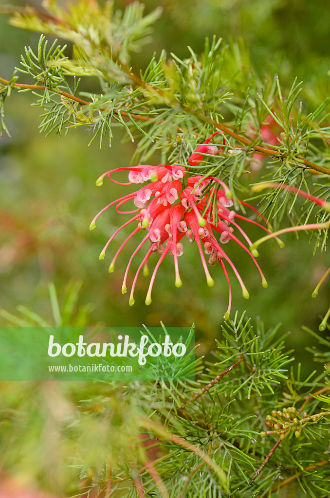 508488 - Spider-net grevillea (Grevillea thelemanniana)