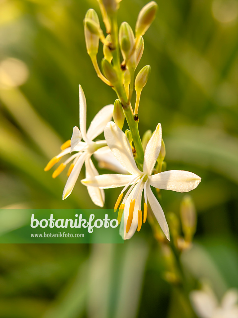 443169 - Spider plant (Chlorophytum comosum 'Variegatum')