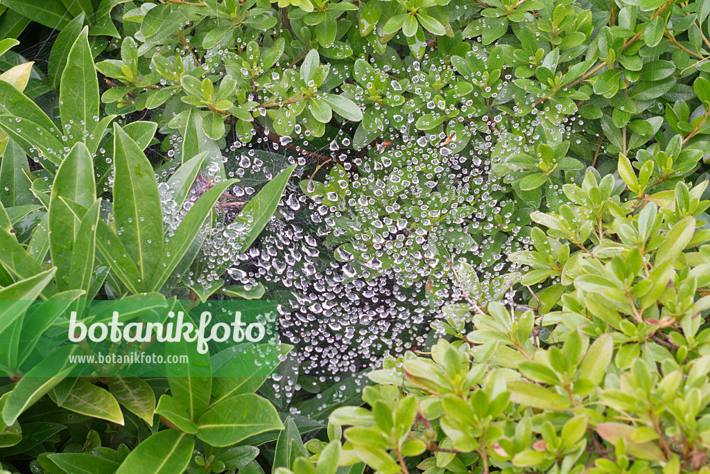 573056 - Spider's web with raindrops