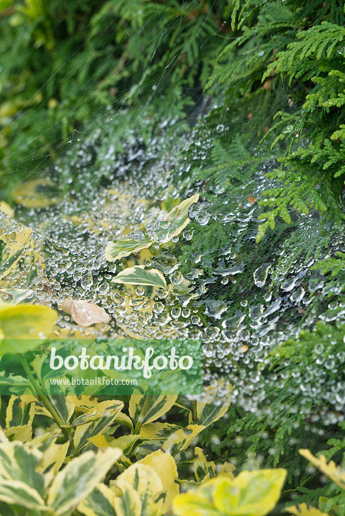 609003 - Spider's web with raindrops