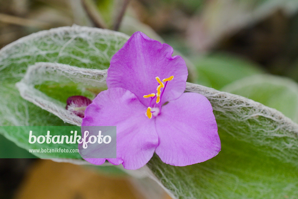 672007 - Spiderwort (Tradescantia sillamontana)