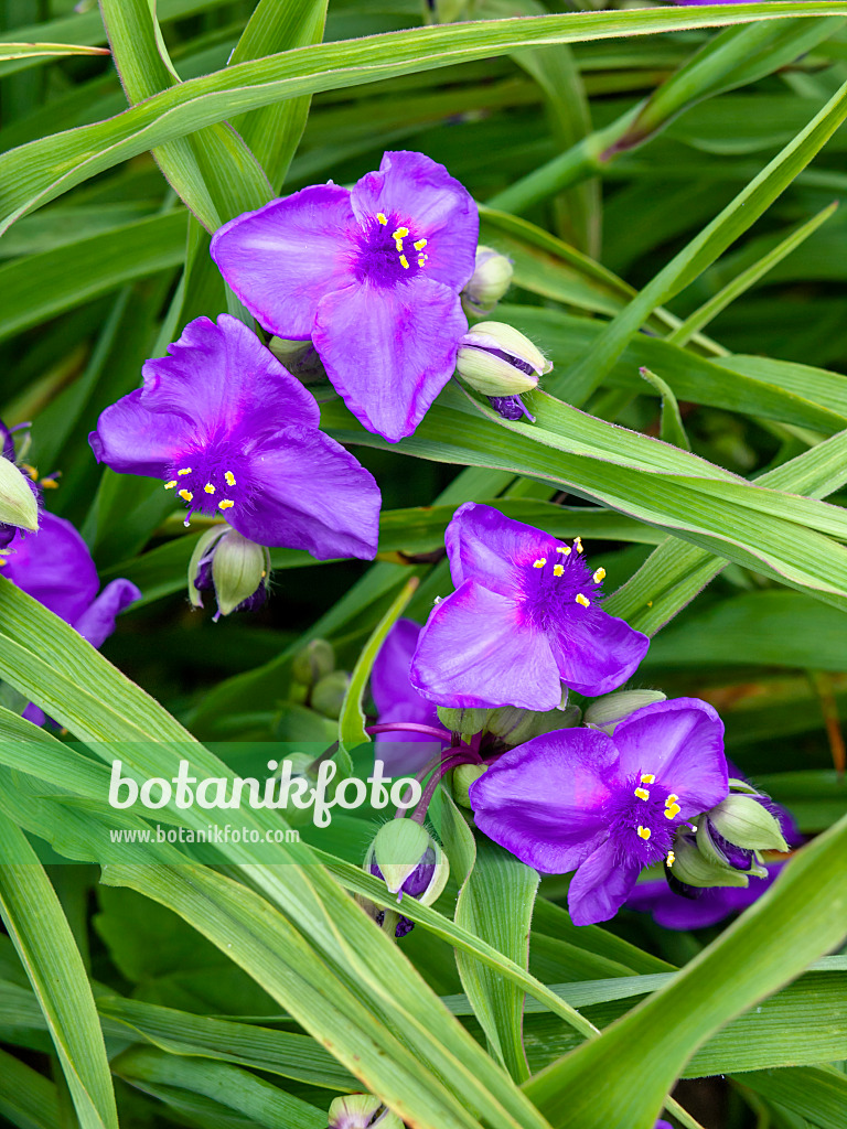 426045 - Spiderwort (Tradescantia x andersoniana 'Zwanenburg Blue')
