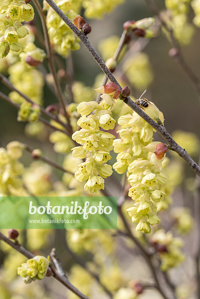 651197 - Spike winter hazel (Corylopsis spicata)