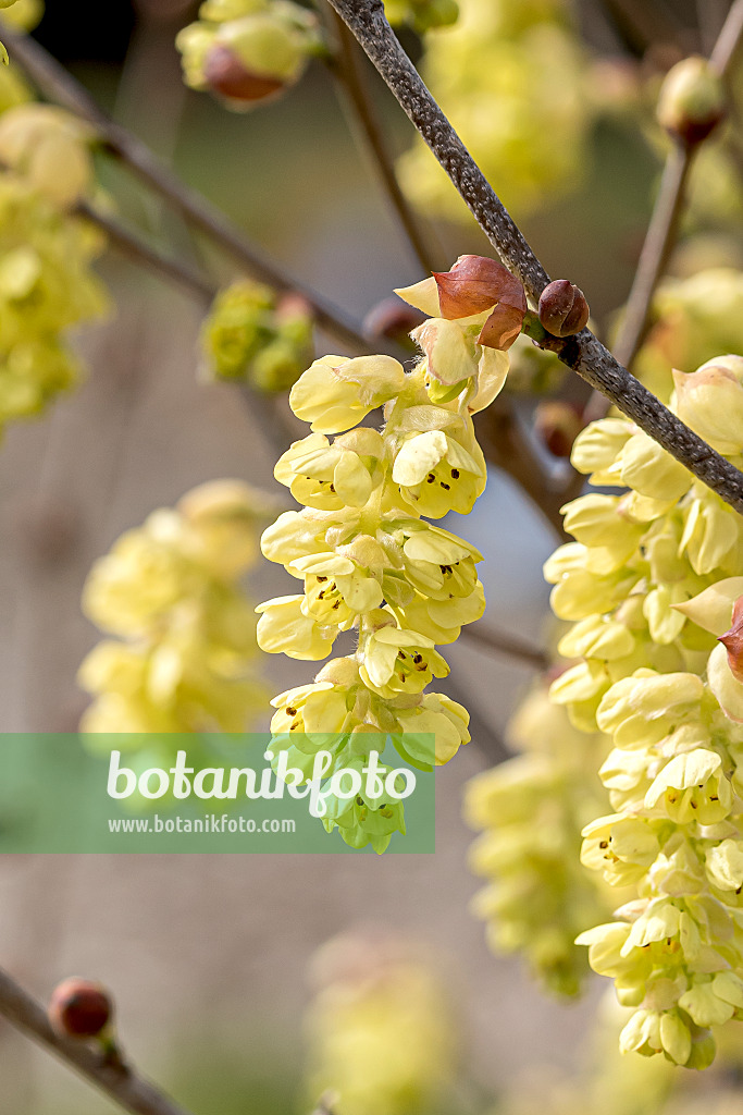 651198 - Spike winter hazel (Corylopsis spicata)
