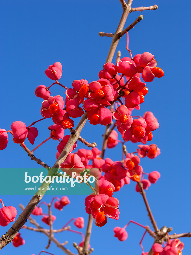 431023 - Spindle tree (Euonymus)