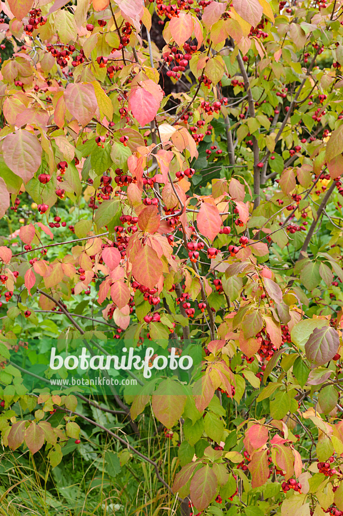 488054 - Spindle tree (Euonymus)