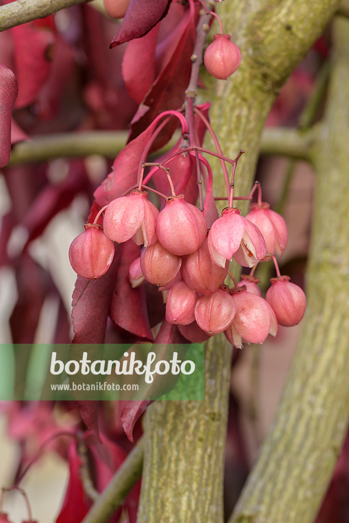 575100 - Spindle tree (Euonymus grandiflorus 'Red Wine')