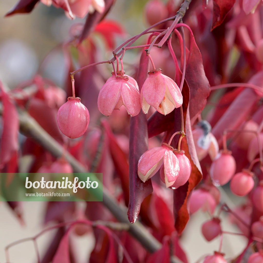 575101 - Spindle tree (Euonymus grandiflorus 'Red Wine')