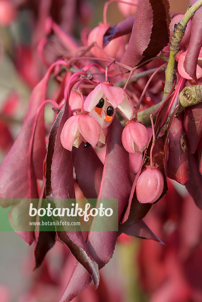 575102 - Spindle tree (Euonymus grandiflorus 'Red Wine')