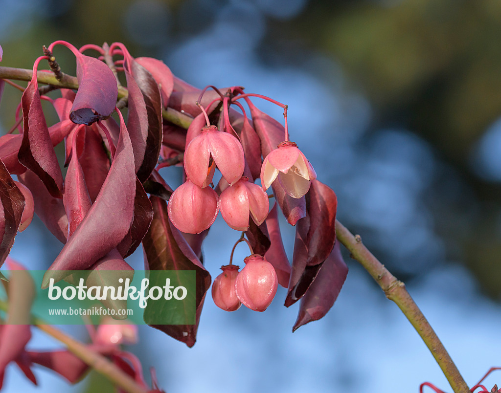 575103 - Spindle tree (Euonymus grandiflorus 'Red Wine')