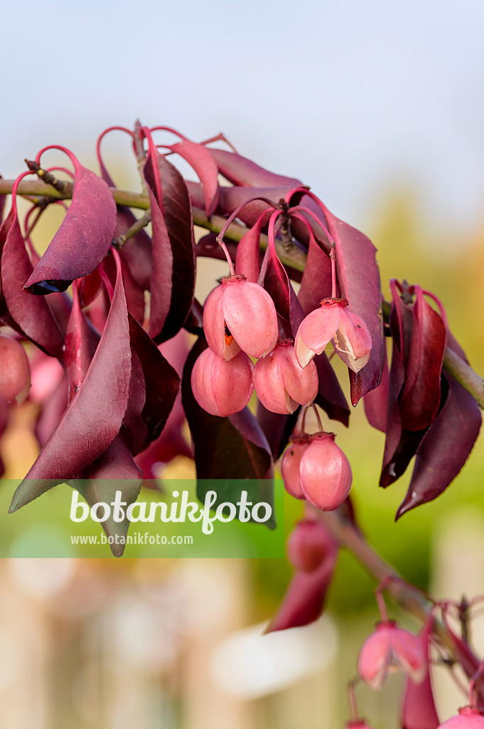 593071 - Spindle tree (Euonymus grandiflorus 'Red Wine')