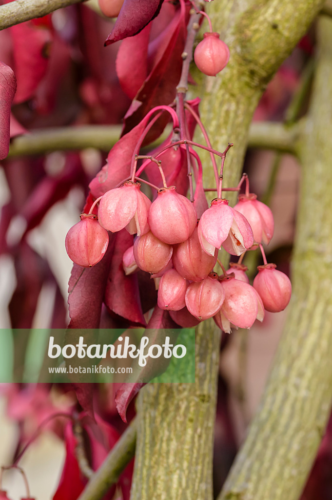 593072 - Spindle tree (Euonymus grandiflorus 'Red Wine')