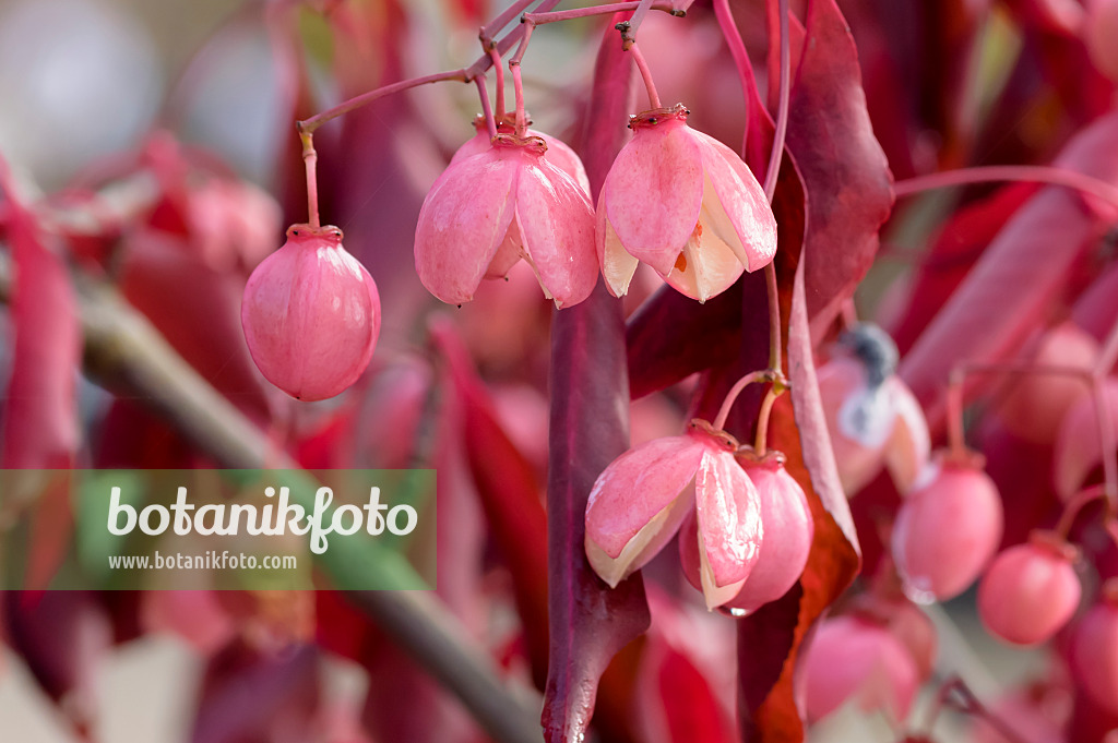 593073 - Spindle tree (Euonymus grandiflorus 'Red Wine')