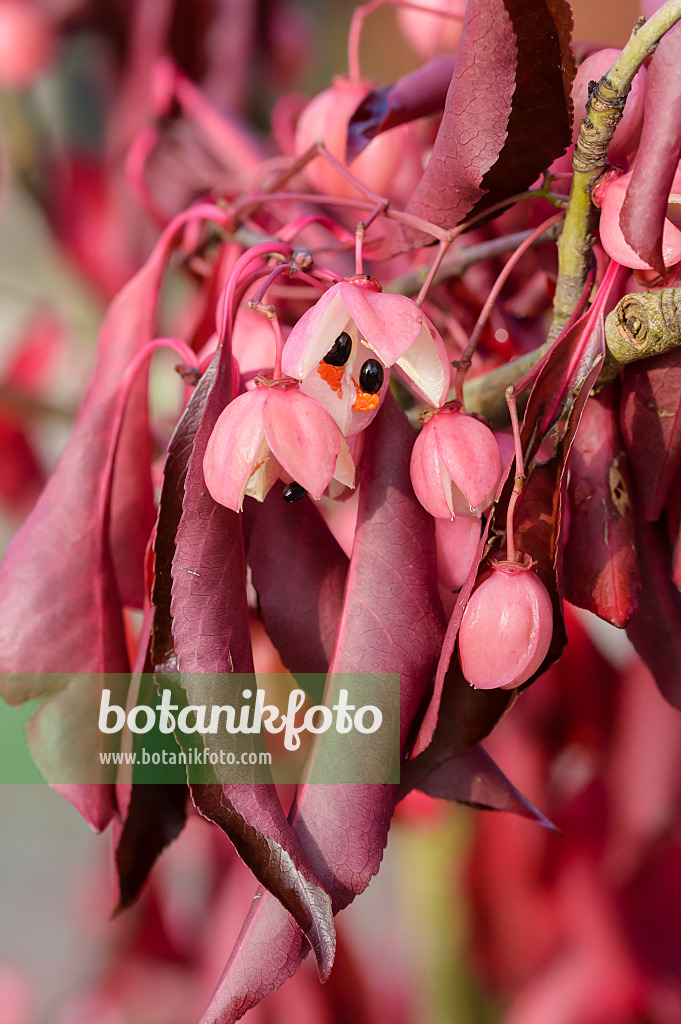 593074 - Spindle tree (Euonymus grandiflorus 'Red Wine')