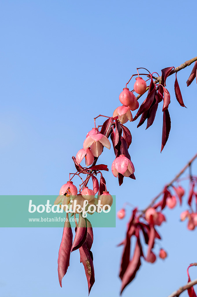 593075 - Spindle tree (Euonymus grandiflorus 'Red Wine')