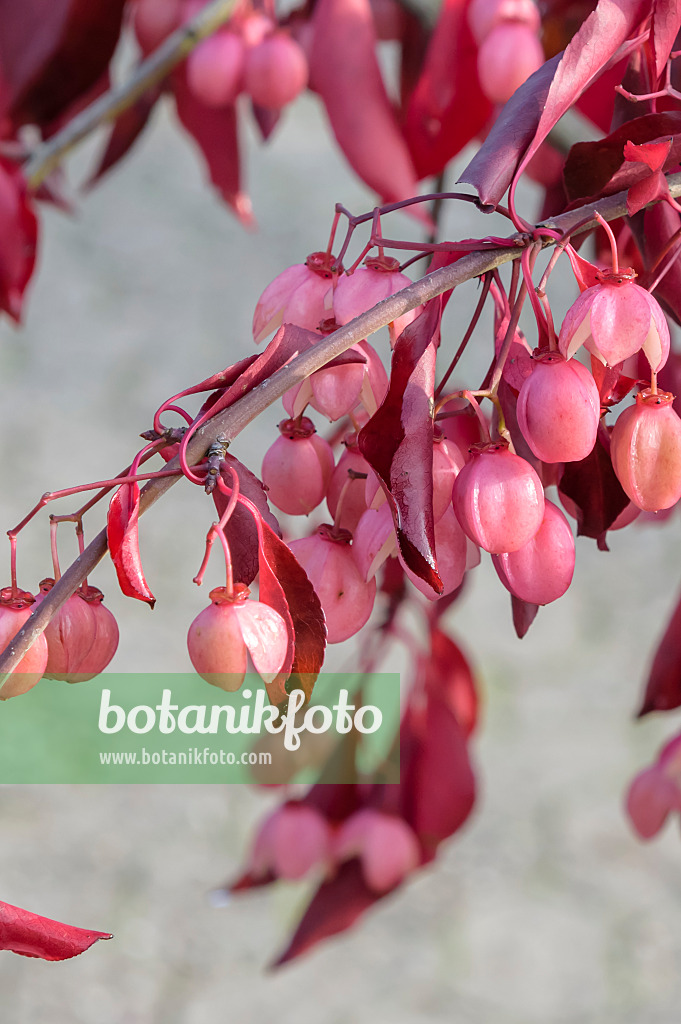 593076 - Spindle tree (Euonymus grandiflorus 'Red Wine')