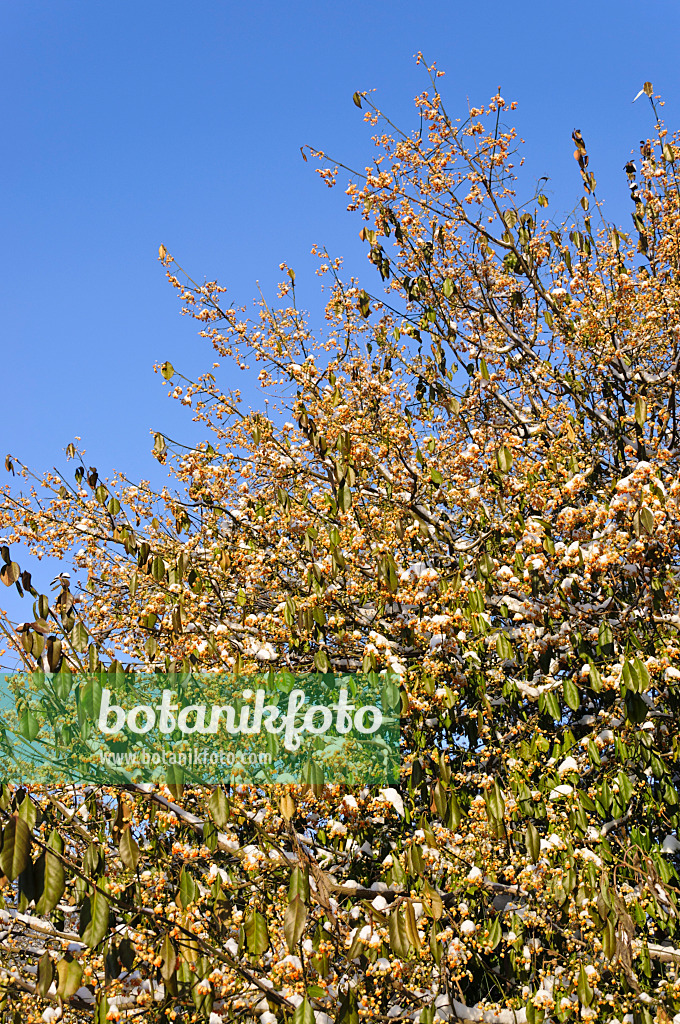 491034 - Spindle tree (Euonymus kiautschovicus)