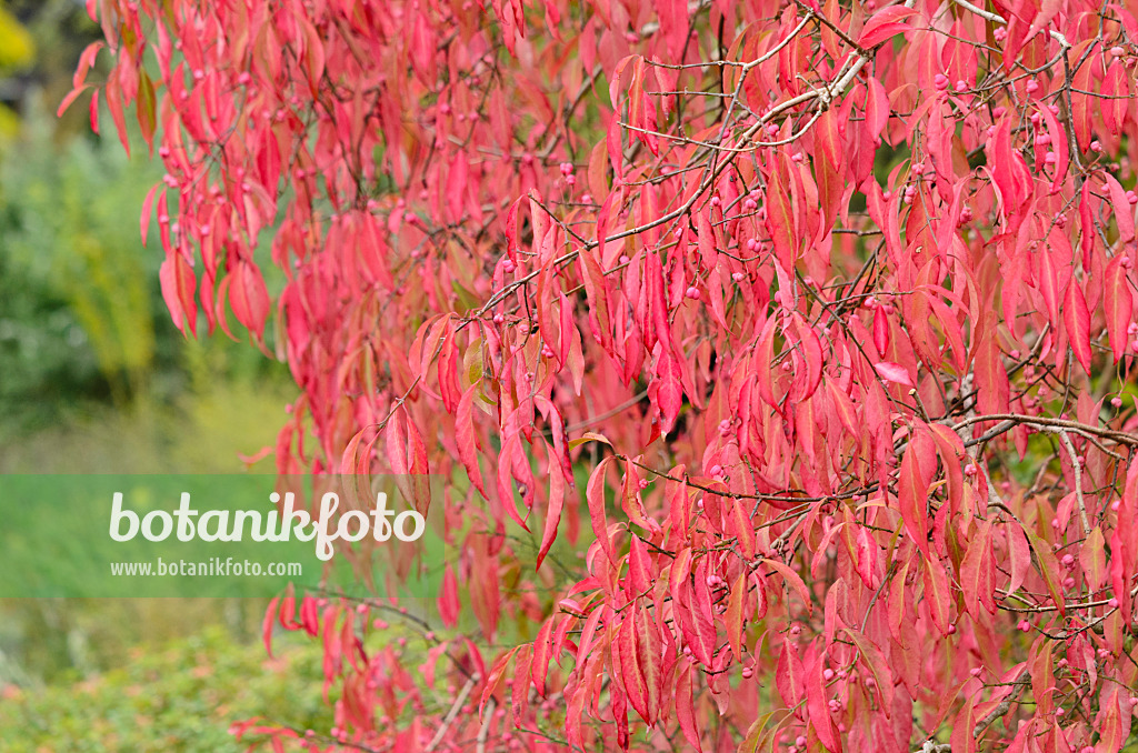 536040 - Spindle tree (Euonymus pauciflorus)