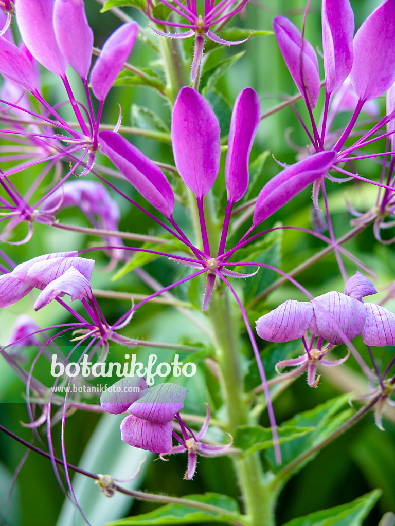 439390 - Spinnenblume (Tarenaya hassleriana syn. Cleome hassleriana)