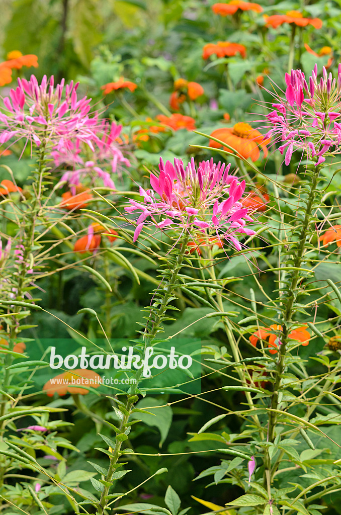 523110 - Spinnenblume (Tarenaya hassleriana syn. Cleome hassleriana)