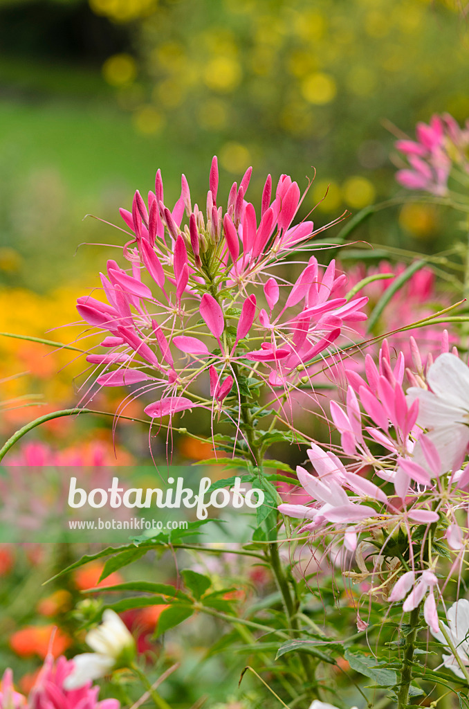 535180 - Spinnenblume (Tarenaya hassleriana syn. Cleome hassleriana)