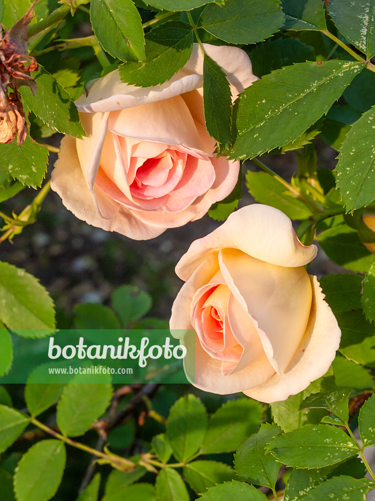 413065 - Spinossima rose (Rosa Frühlingsduft)