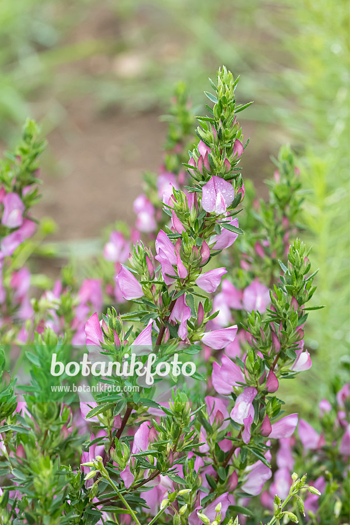 664277 - Spiny restharrow (Ononis spinosa)
