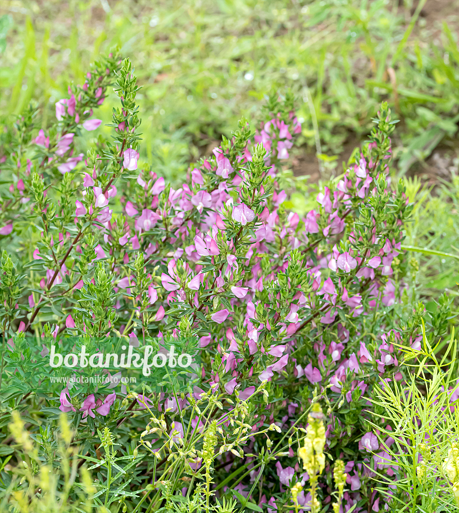 664278 - Spiny restharrow (Ononis spinosa)
