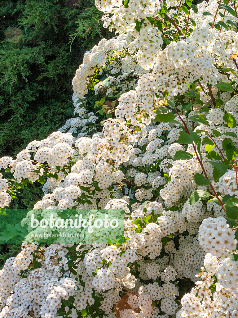 413035 - Spiraea