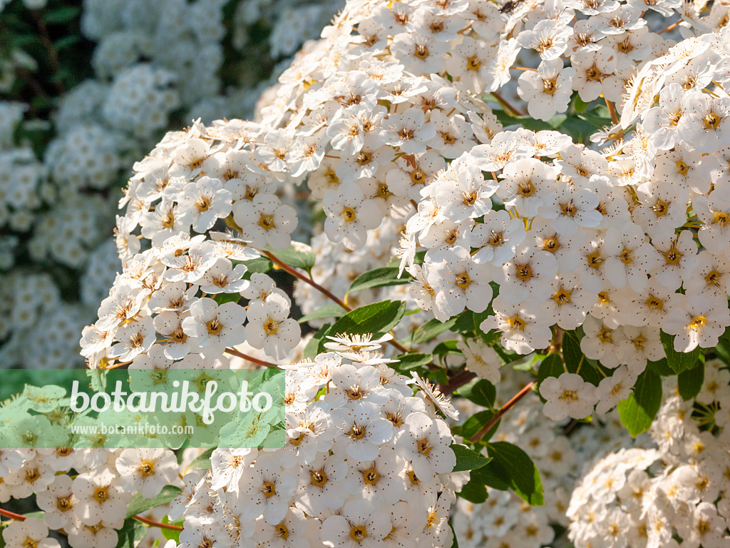 413036 - Spiraea