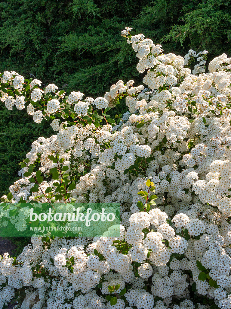 413037 - Spiraea