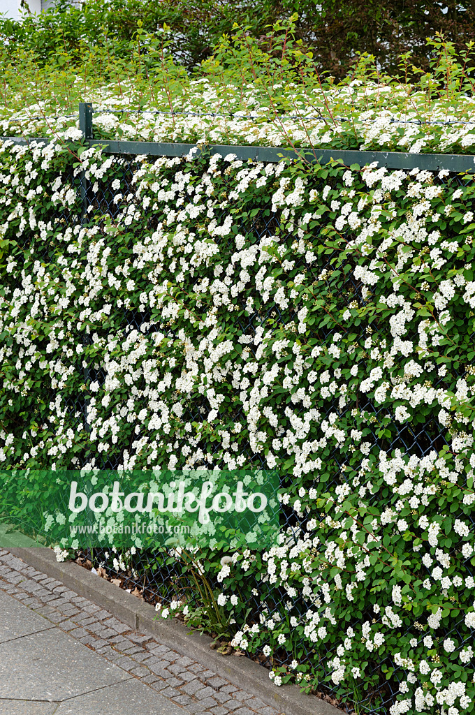 484177 - Spiraea